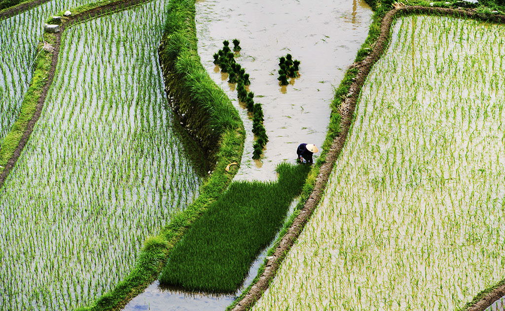 杯全国"小企业贷款"专题摄影大展投稿区 69 黔东南----插秧的季节