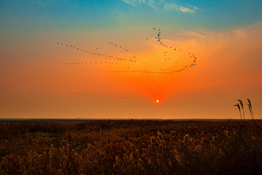 百鸟归巢 共唱新歌