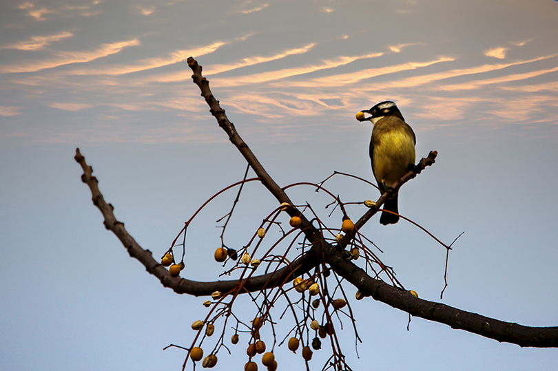 《自食苦果》陈扶南