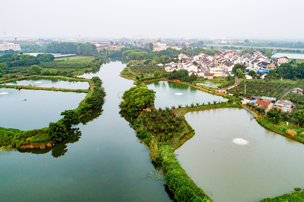 拍摄于无锡市鹅湖镇彩桥村