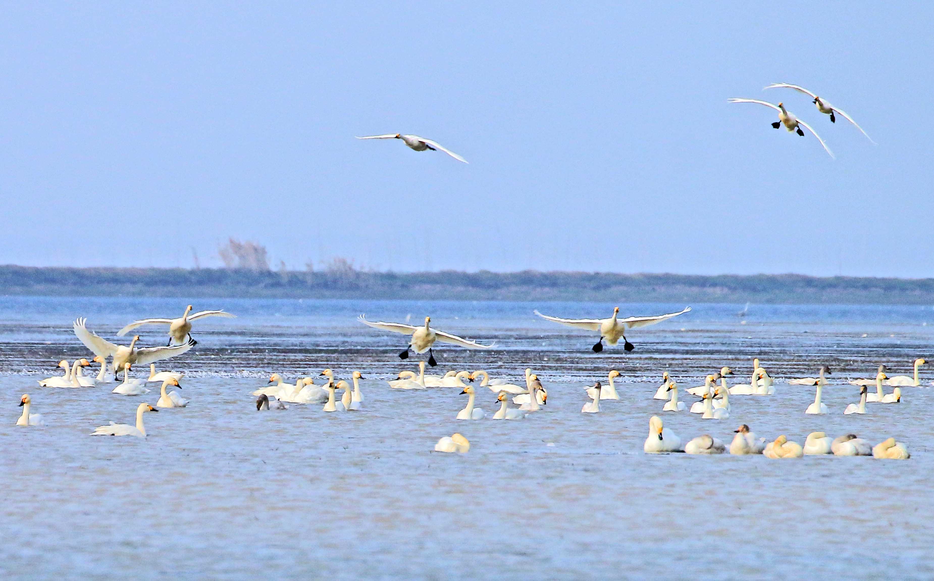 石臼湖上的天鹅-第二届"摄影小镇——鹅湖"全国摄影大展投稿区-大众