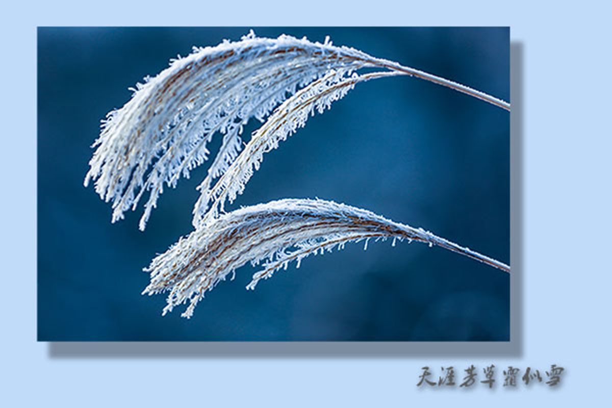 天涯芳草霜似雪