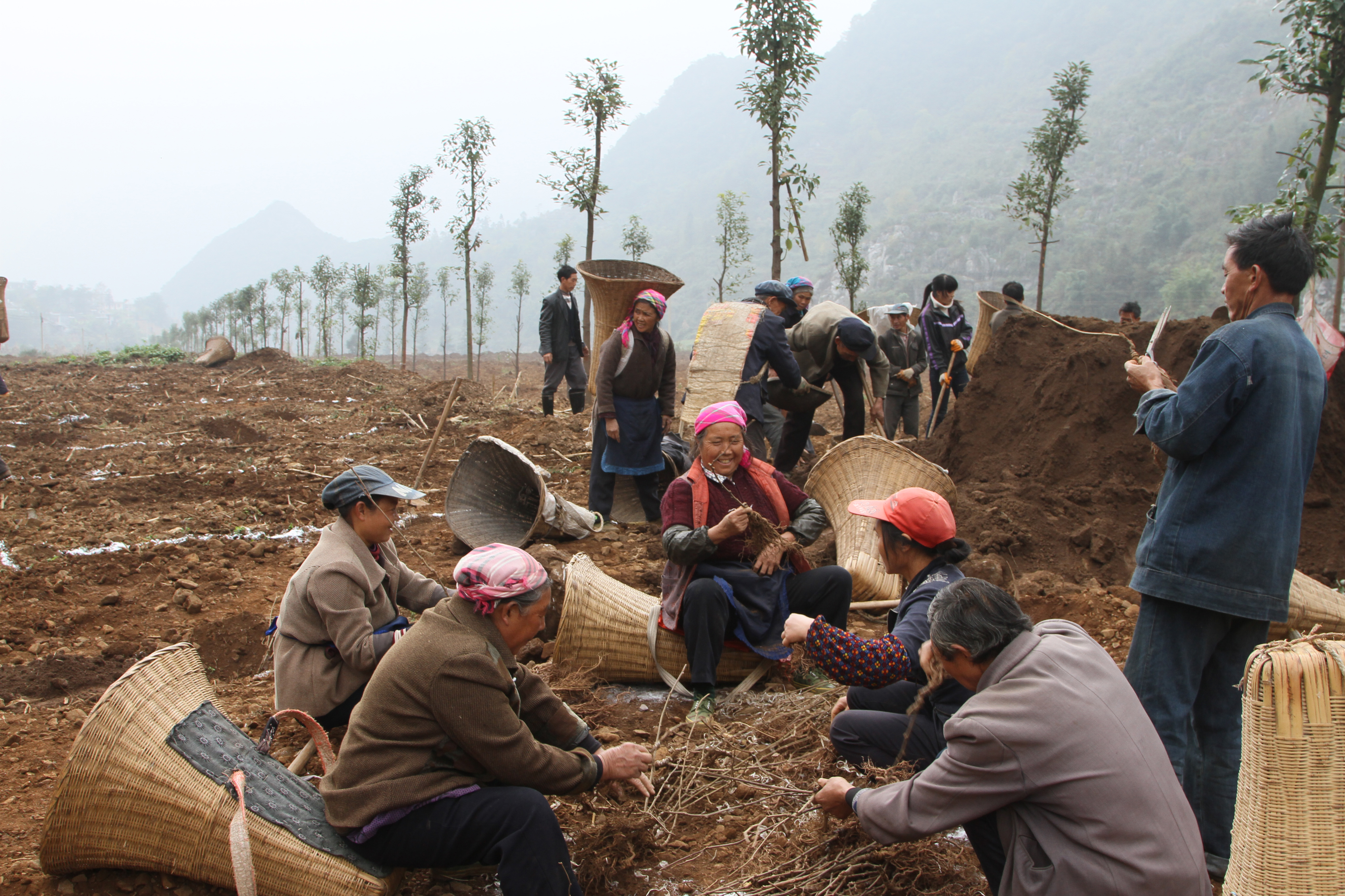 农民通过土地入股合作社,成为合作社产业工人,土地有固定保底分红