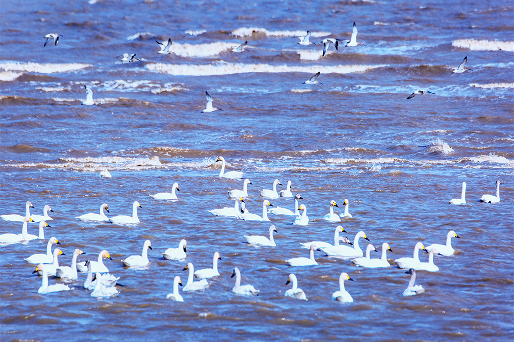 天鹅海洋-"闽江河口湿地"绿色生态全国摄影大展-大众摄影网