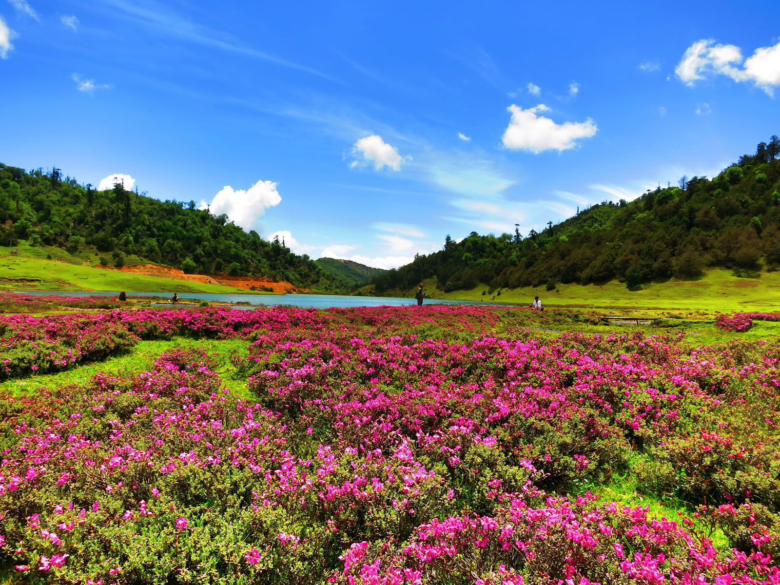 人间仙境——志奔山花海