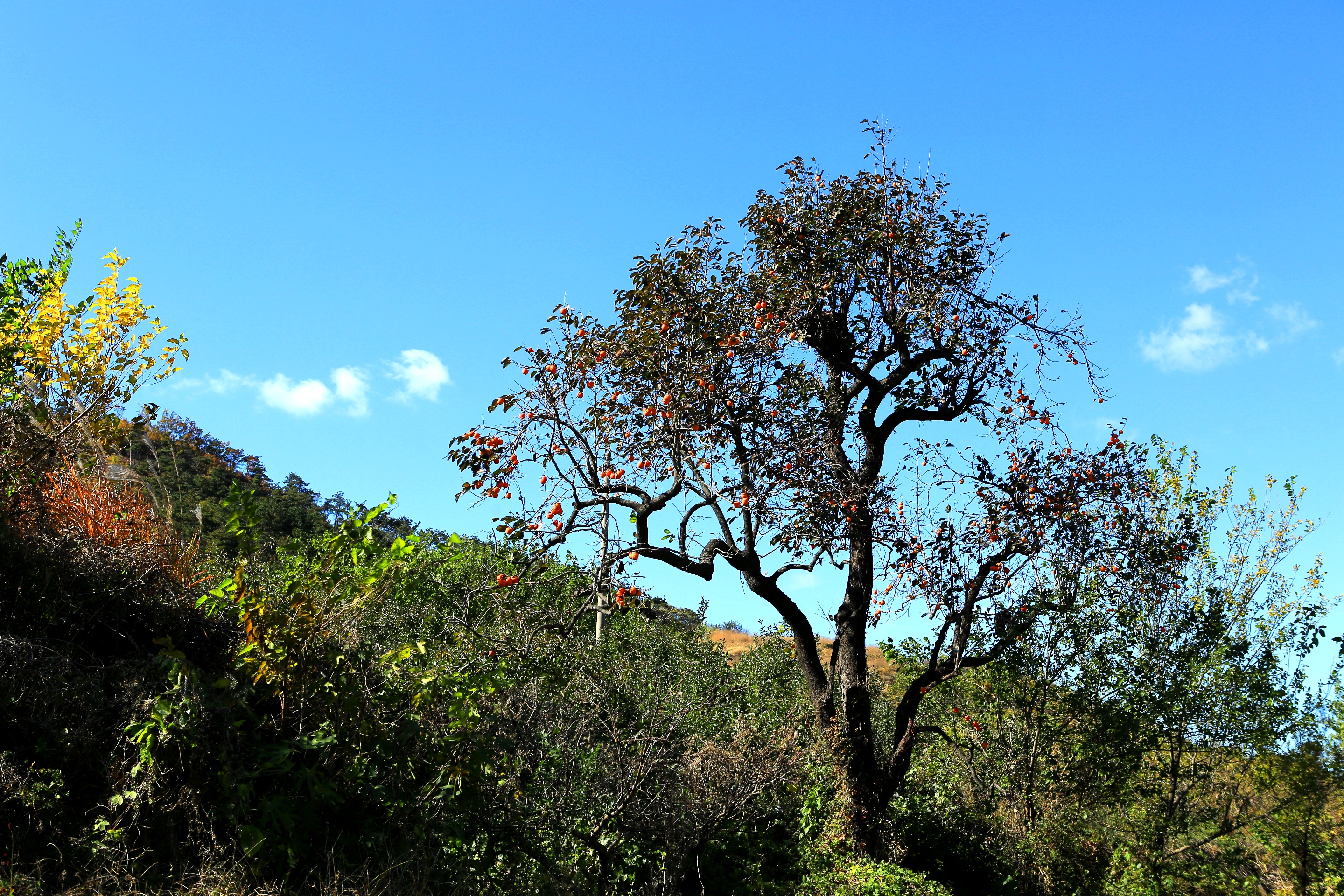 里口山里一棵老柿子树