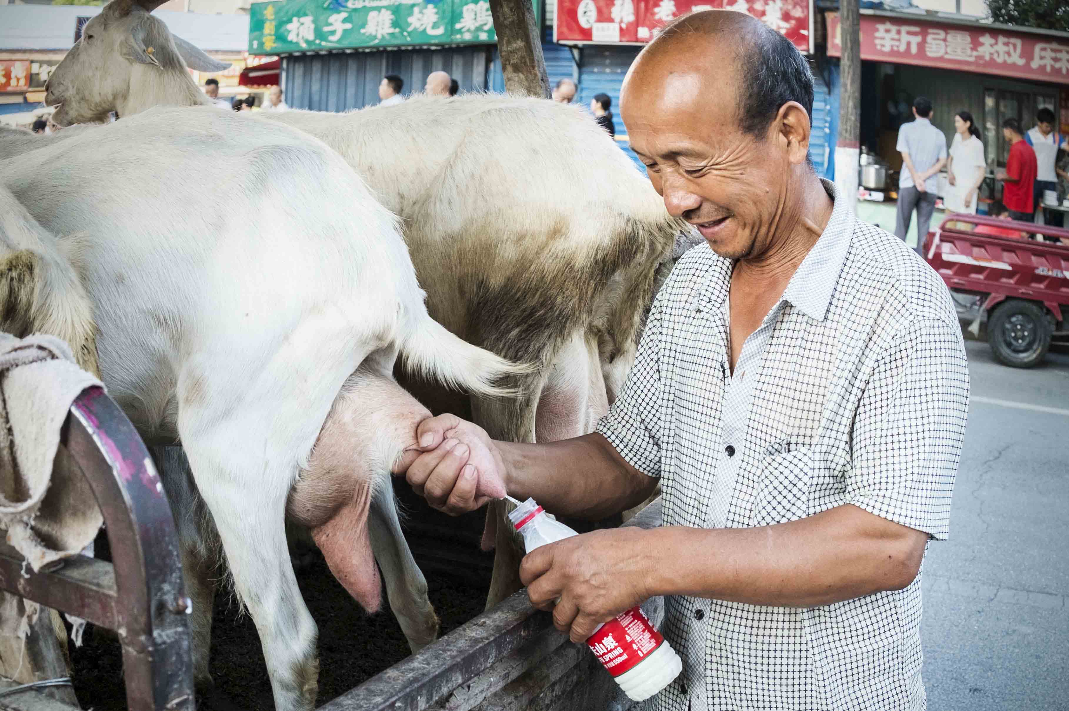 《早市挤羊奶》 陈永年 13572959759.jpg