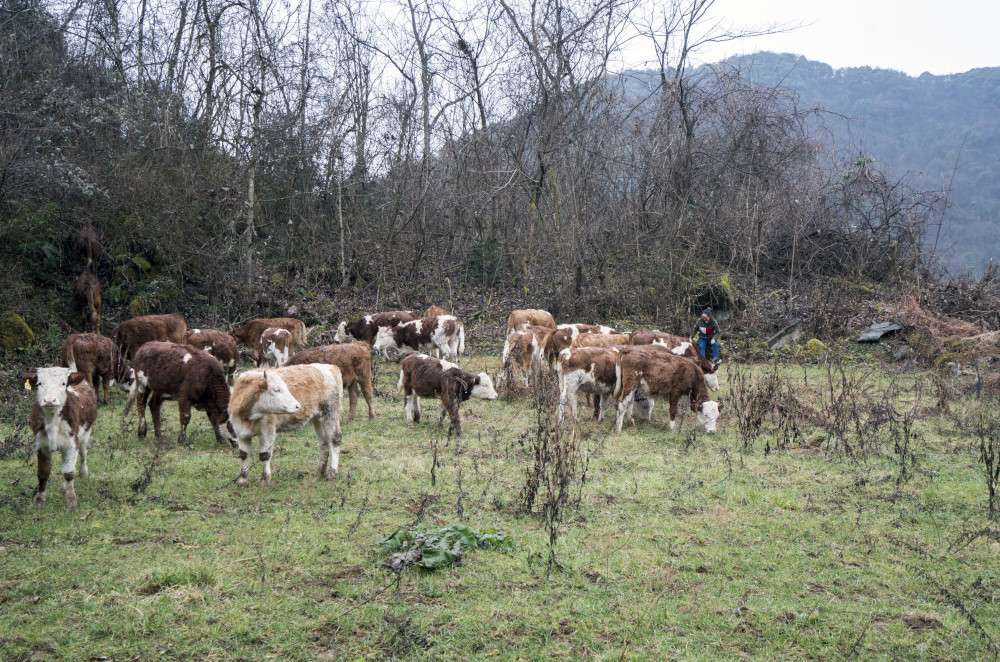(组图)放牛的土家海归歌手
