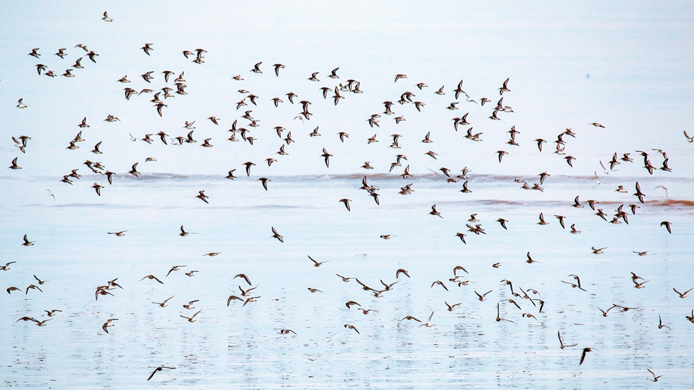 《候鸟群飞》-10