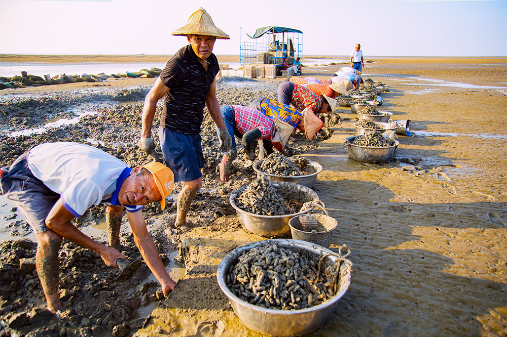 阳光下的挖蛏人