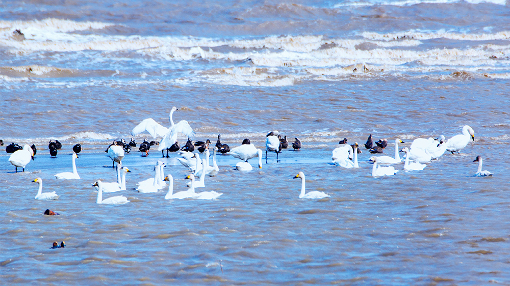 天鹅海洋-"闽江河口湿地"绿色生态全国摄影大展-大众摄影网