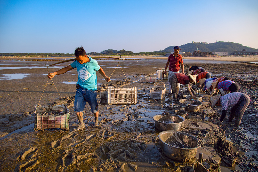 阳光下的挖蛏人