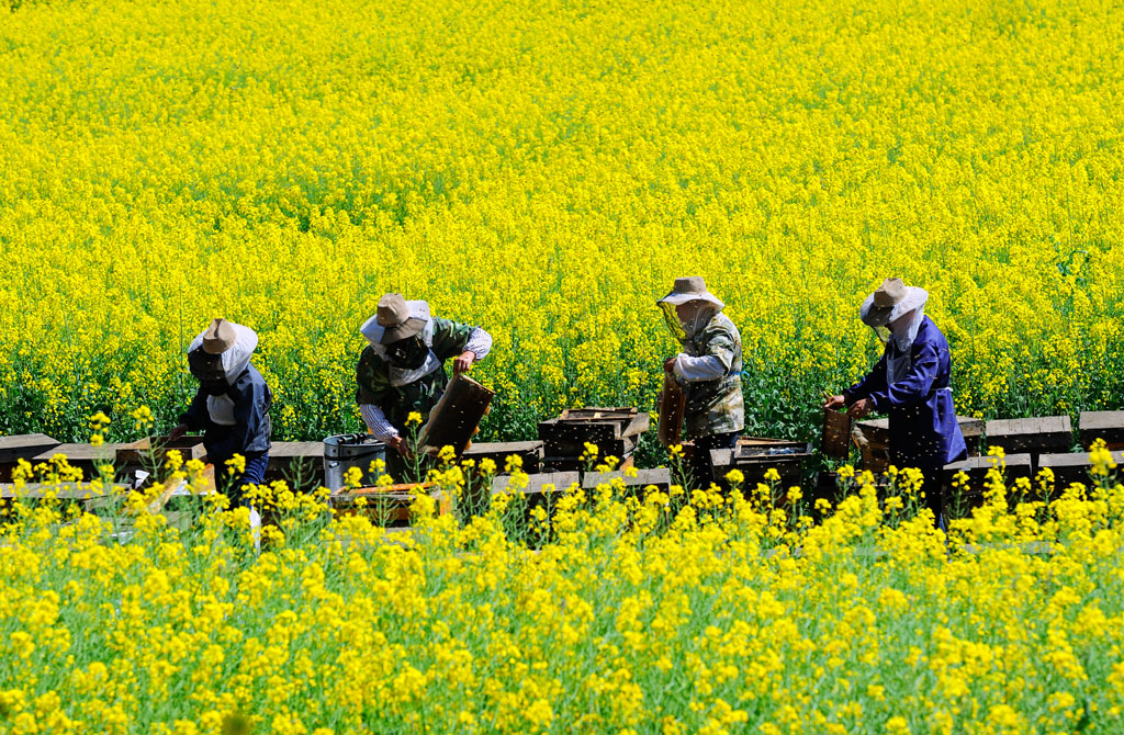 2019年2月10日,云南省罗平县牛街油菜花盛开,蜂农忙碌着在花田采蜜.