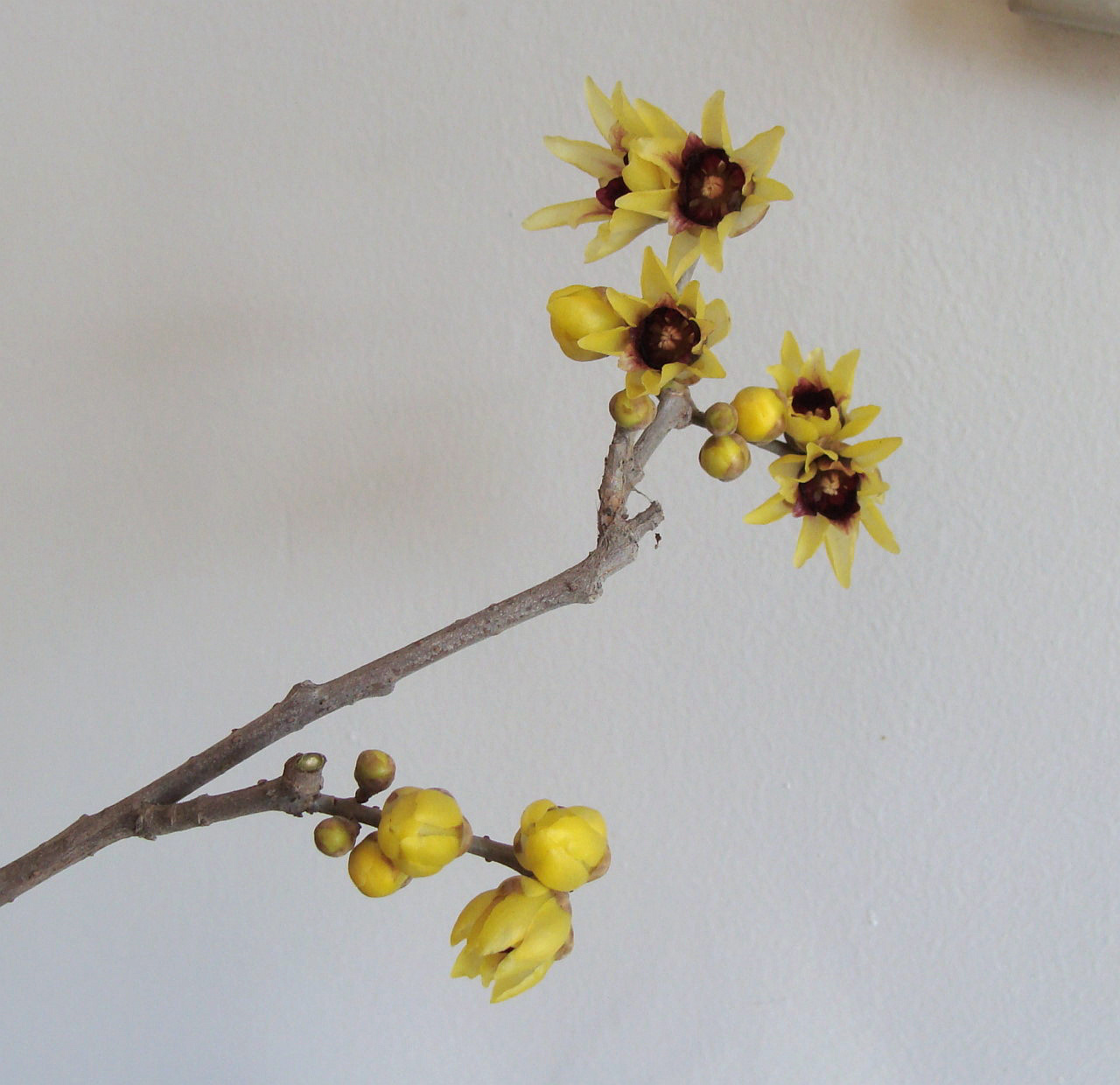 初春盛开的狗牙梅(三)