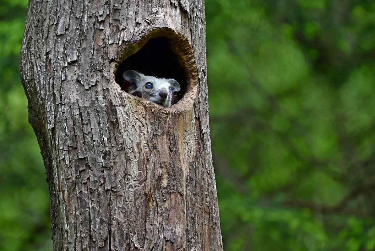 树洞里的小可爱