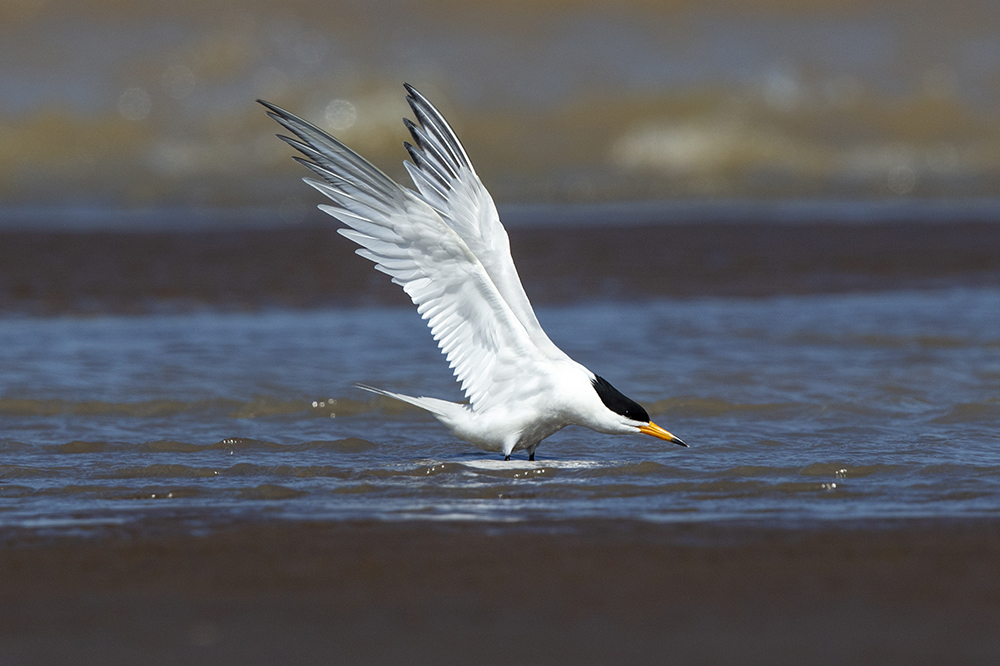 浴#0437 黑嘴端凤头燕鸥 chinese lesser crested tern_ys53879.jpg