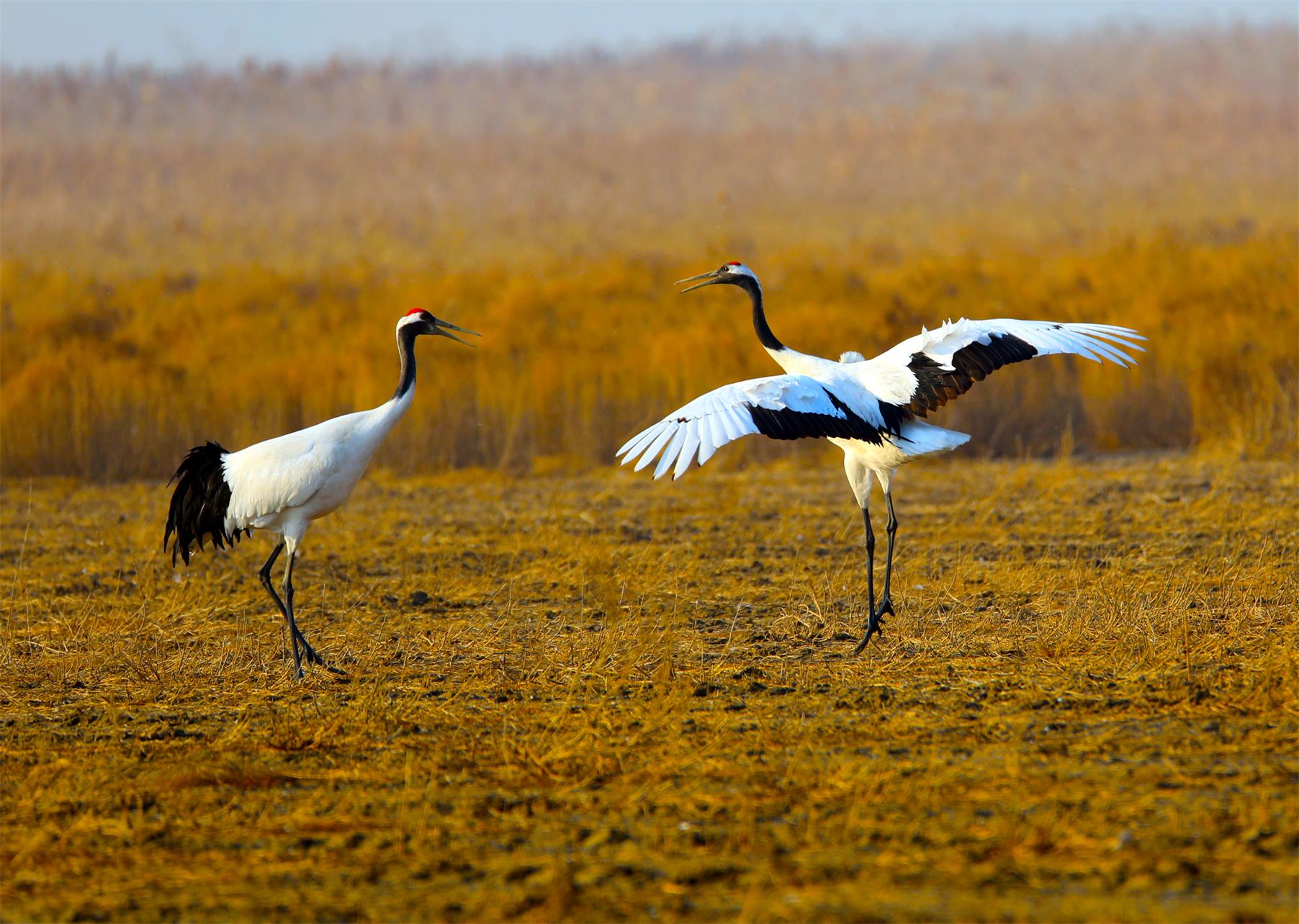 丹顶鹤 【组图】1《窈窕淑女 君子好逑》 摄于盐城市丹顶鹤保护区