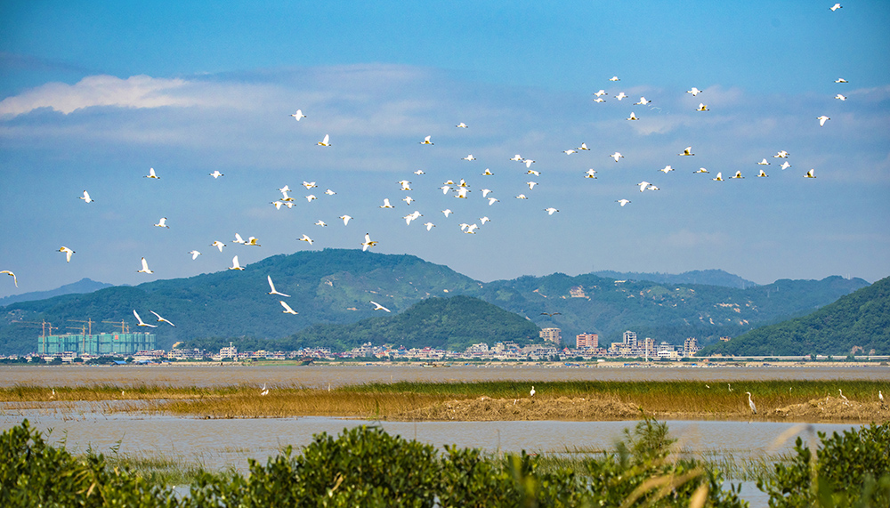 摄于2019.1闽江口湿地公园
