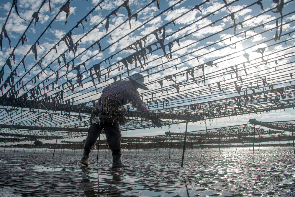 《采摘紫菜》苏德辉 2016.12.20摄于石狮古浮村 dsc_7836000.jpg