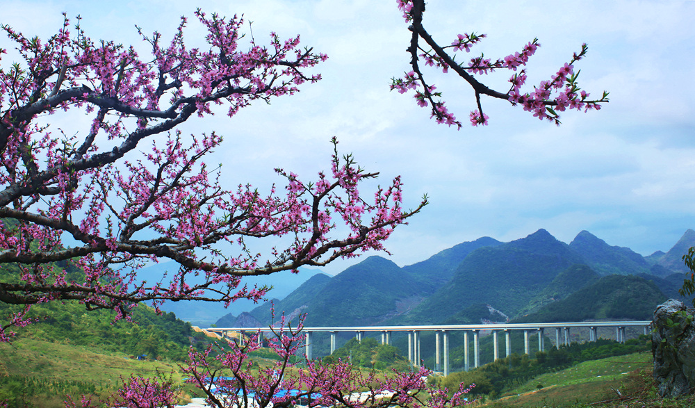 在那桃花盛开的地方