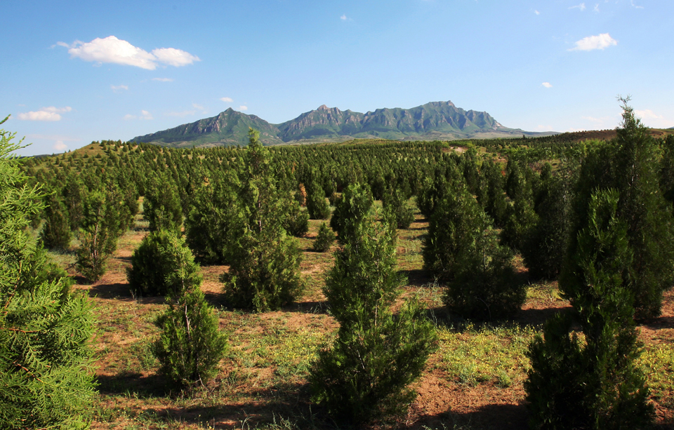 沙漠变绿洲(组照)