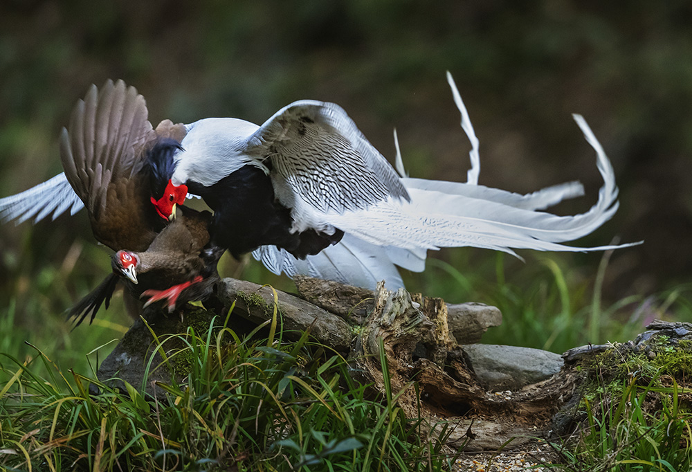 三月是鸟类最活泼的季节,白鹇数量稀少,是国家二级保护动物,野生
