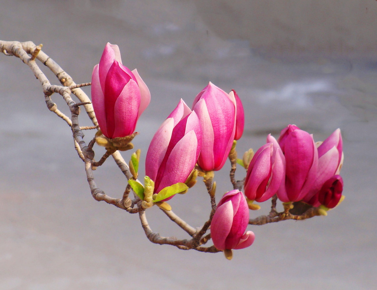 红玉兰花-《大众摄影》俱乐部团体会员——山东论坛俱乐部(4星)-大众