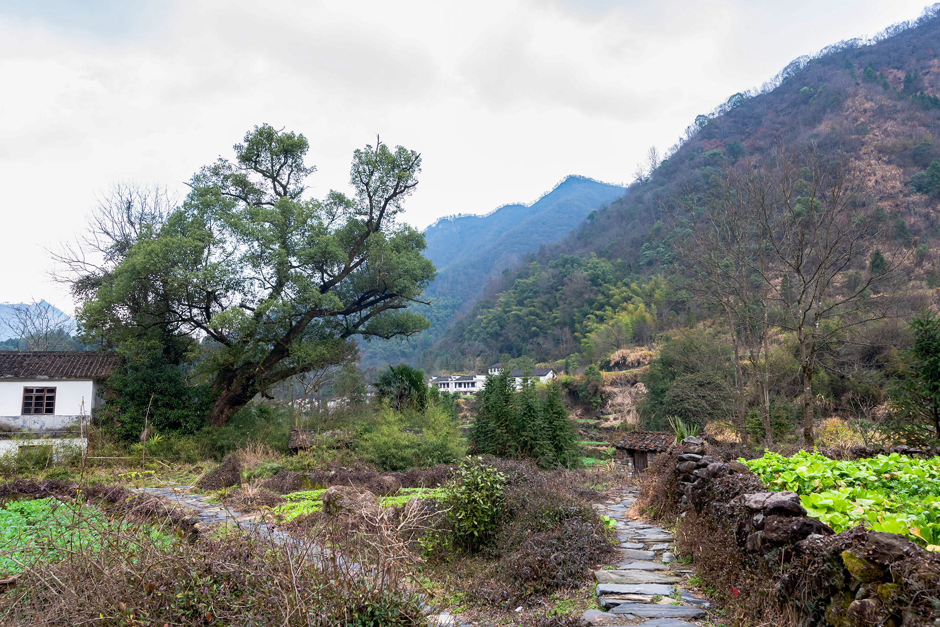 白石岭-第三届"中国原生态最美山乡——安徽石台"全国摄影大展投稿区