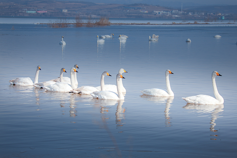美丽的天鹅 2018年3月21日 摄于辽宁北票白石水库