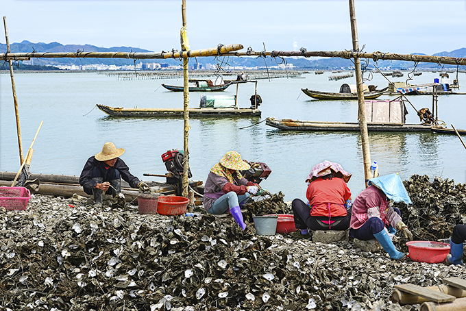 舌尖上的沙井蚝