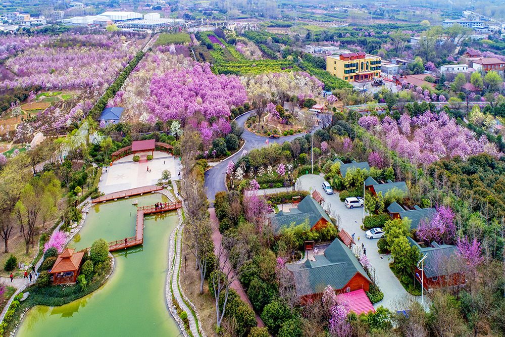 2019年3月拍摄于河南省南召县云阳镇玉兰观光园