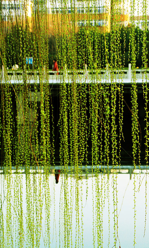 万条垂下绿丝绦