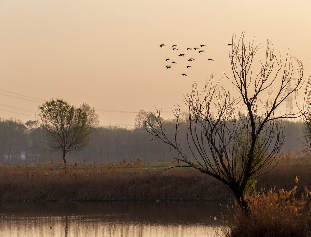 《春暖鸟归来》(组图1-4)-高帆杯"行走中国"全国摄影大展投稿区-大众