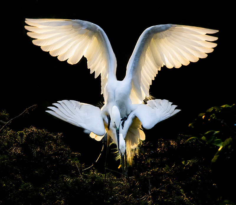 激情亮翅-《大众摄影》俱乐部团体会员——鸠兹映像摄影俱乐部(1星)
