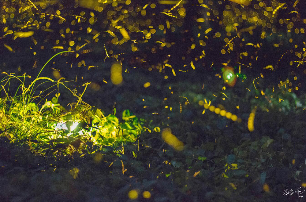 6月28日南京灵谷寺萤火虫