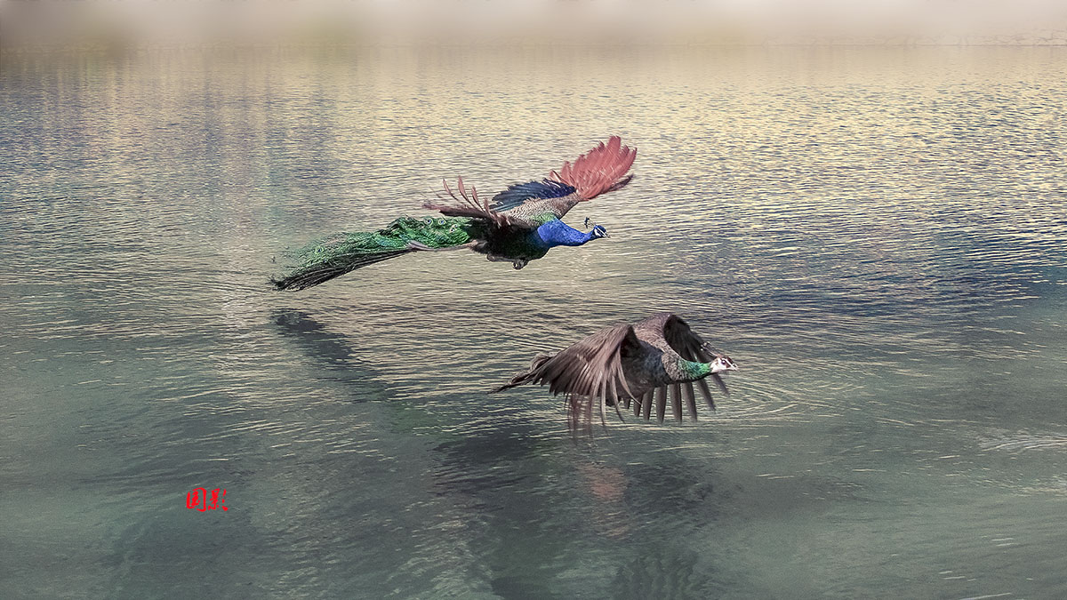 11作品:孔雀东南飞 摄影:五月之歌.jpg