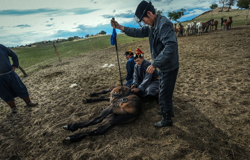 剪马鬃 烙马印"蒙古族牧民传承发扬马文化
