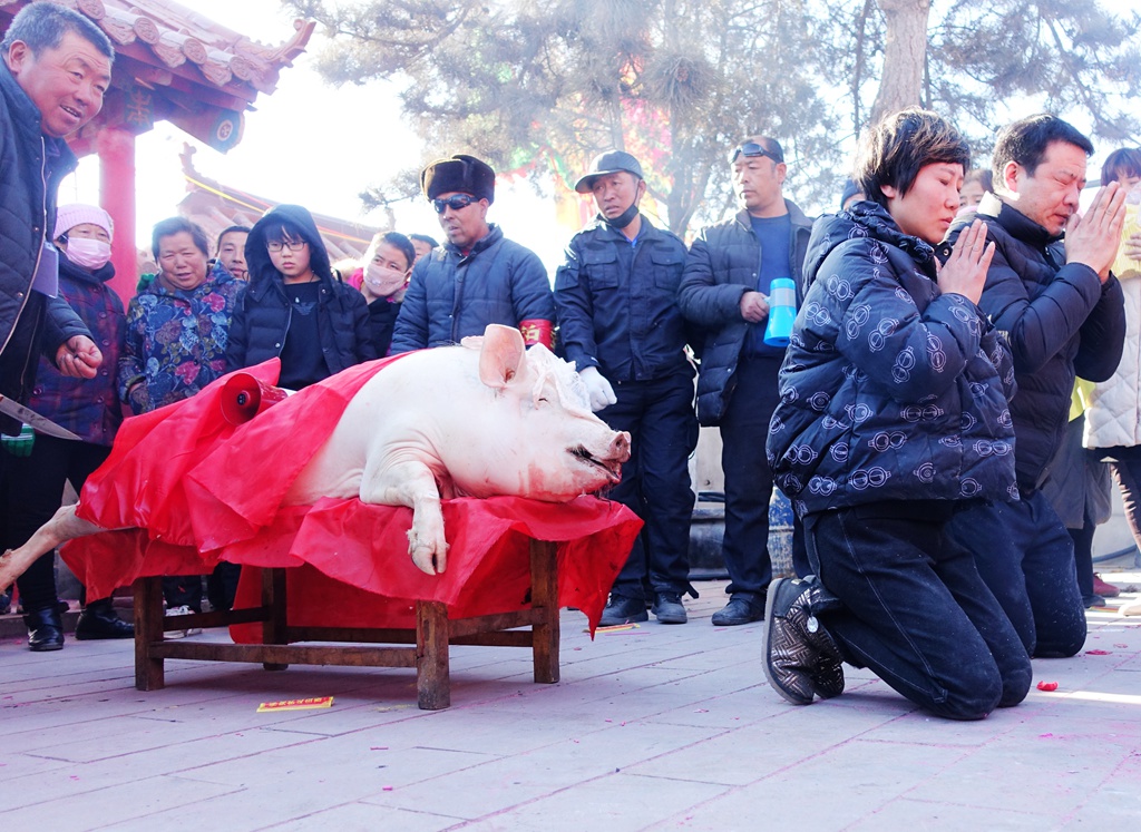 4-祭拜关老爷用的猪.jpg