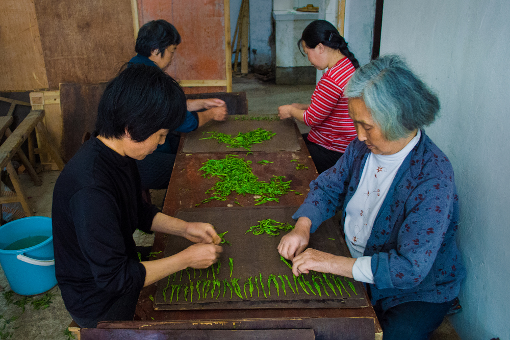 太平猴魁茶制作工序