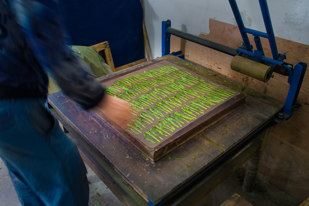 太平猴魁茶制作工序