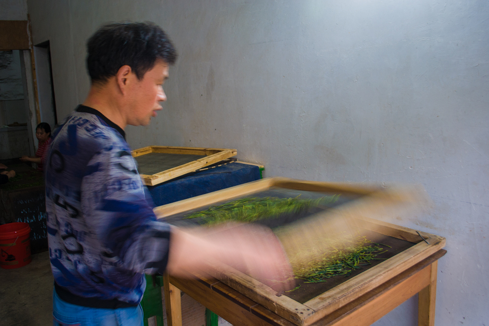 太平猴魁茶制作工序