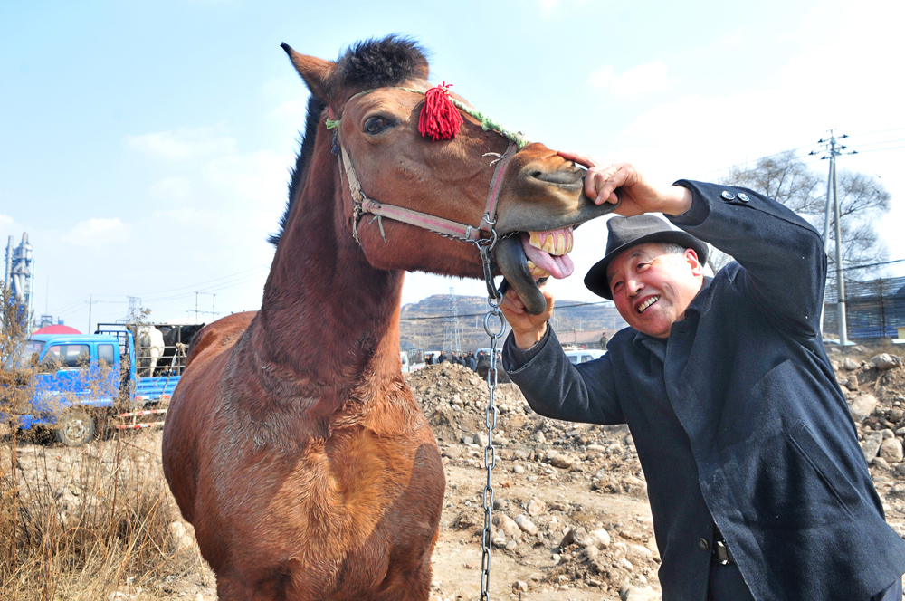 《牲口集市》(组照8张)