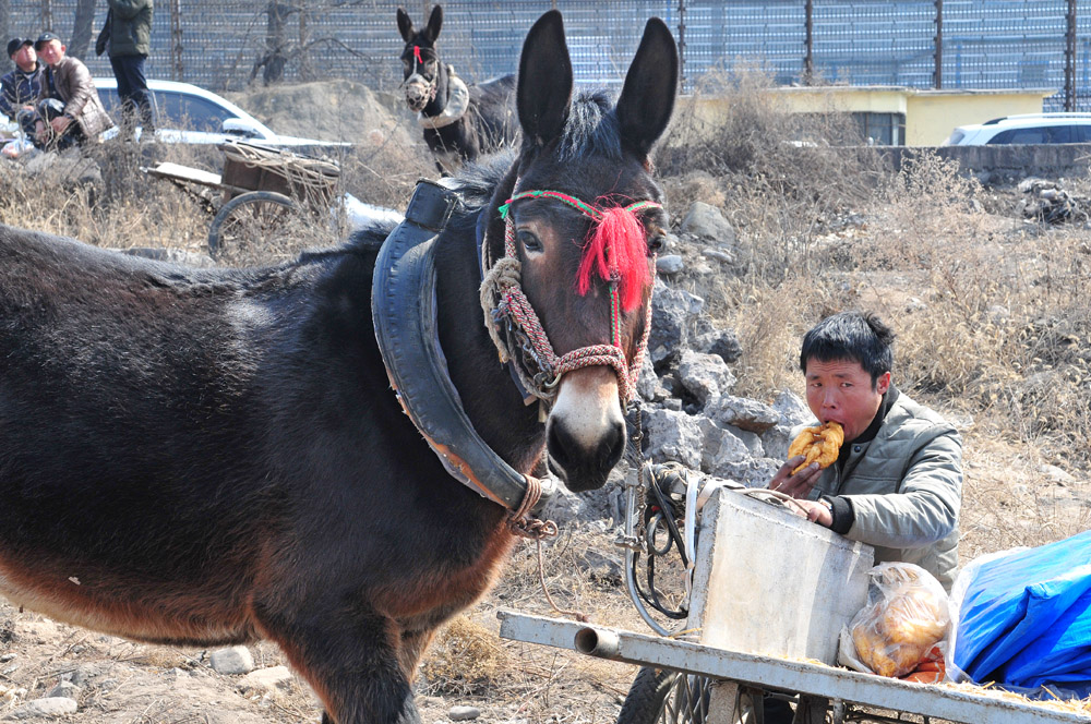 《牲口集市》(组照8张)
