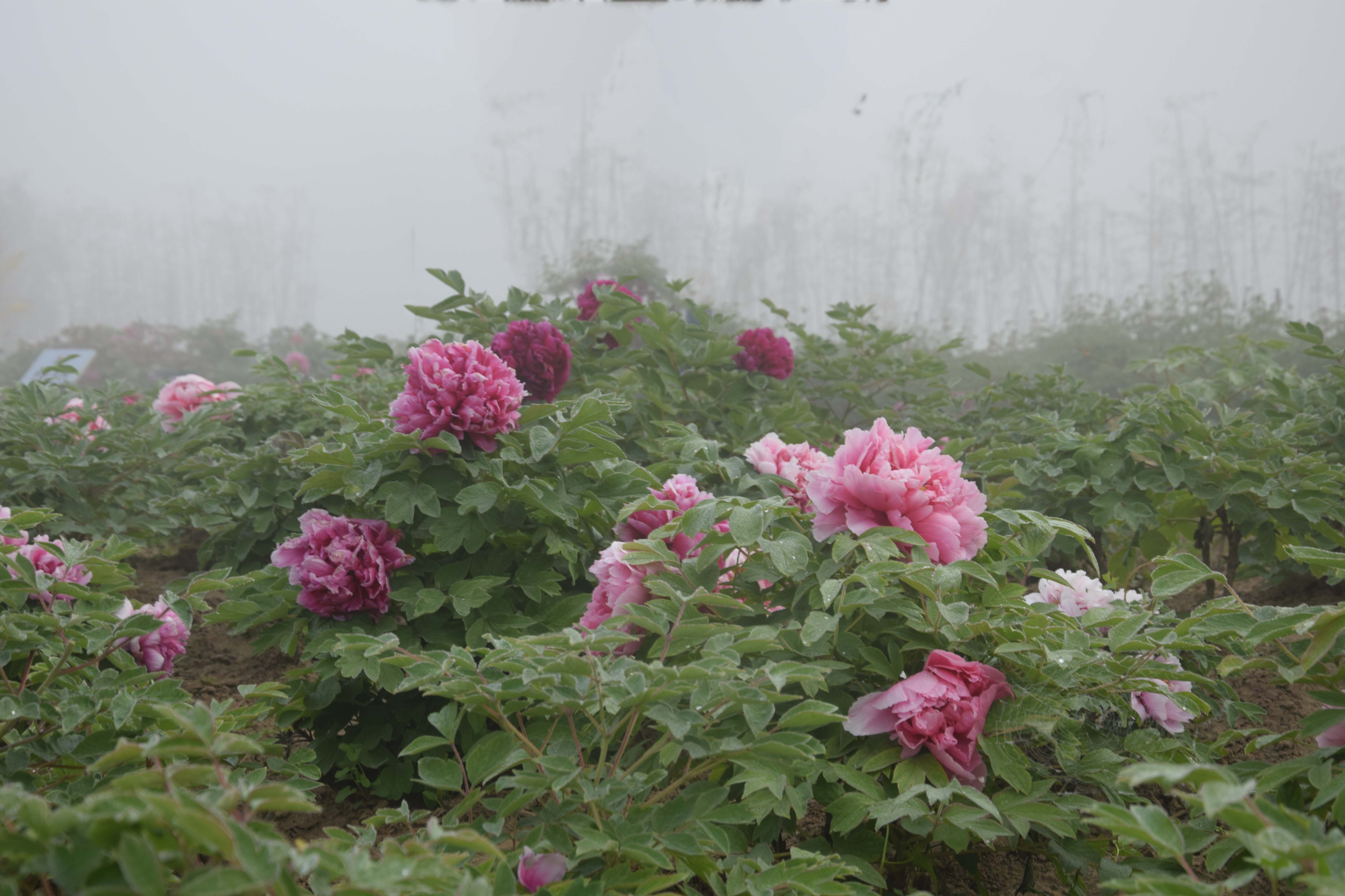 牡丹2019年4月15日 在西顺河牡丹园里摄