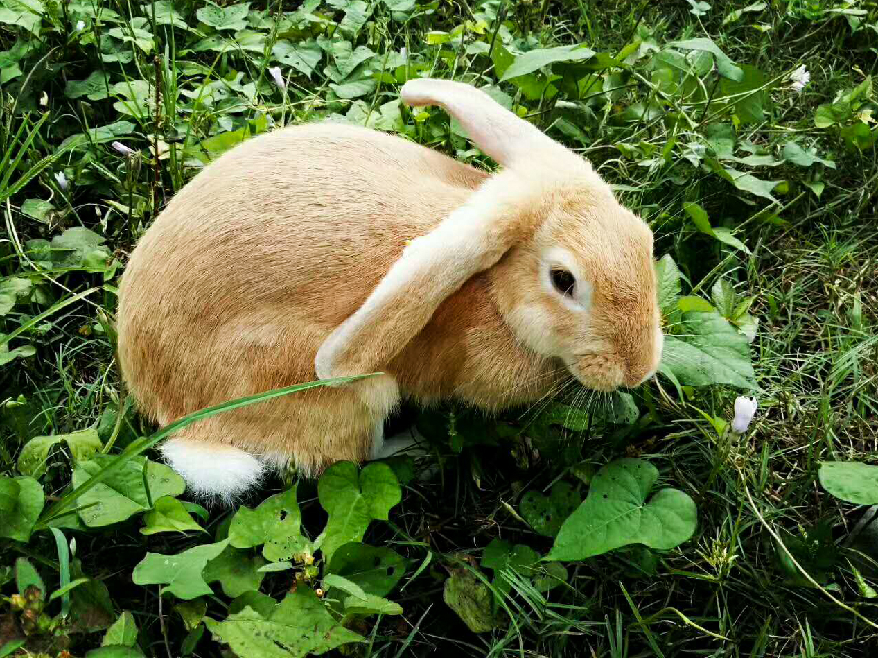 地锅灵芝兔(组照)