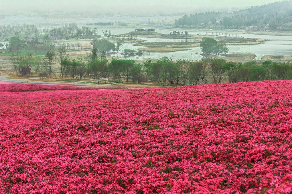 地满红花红满地.山连碧水碧连山