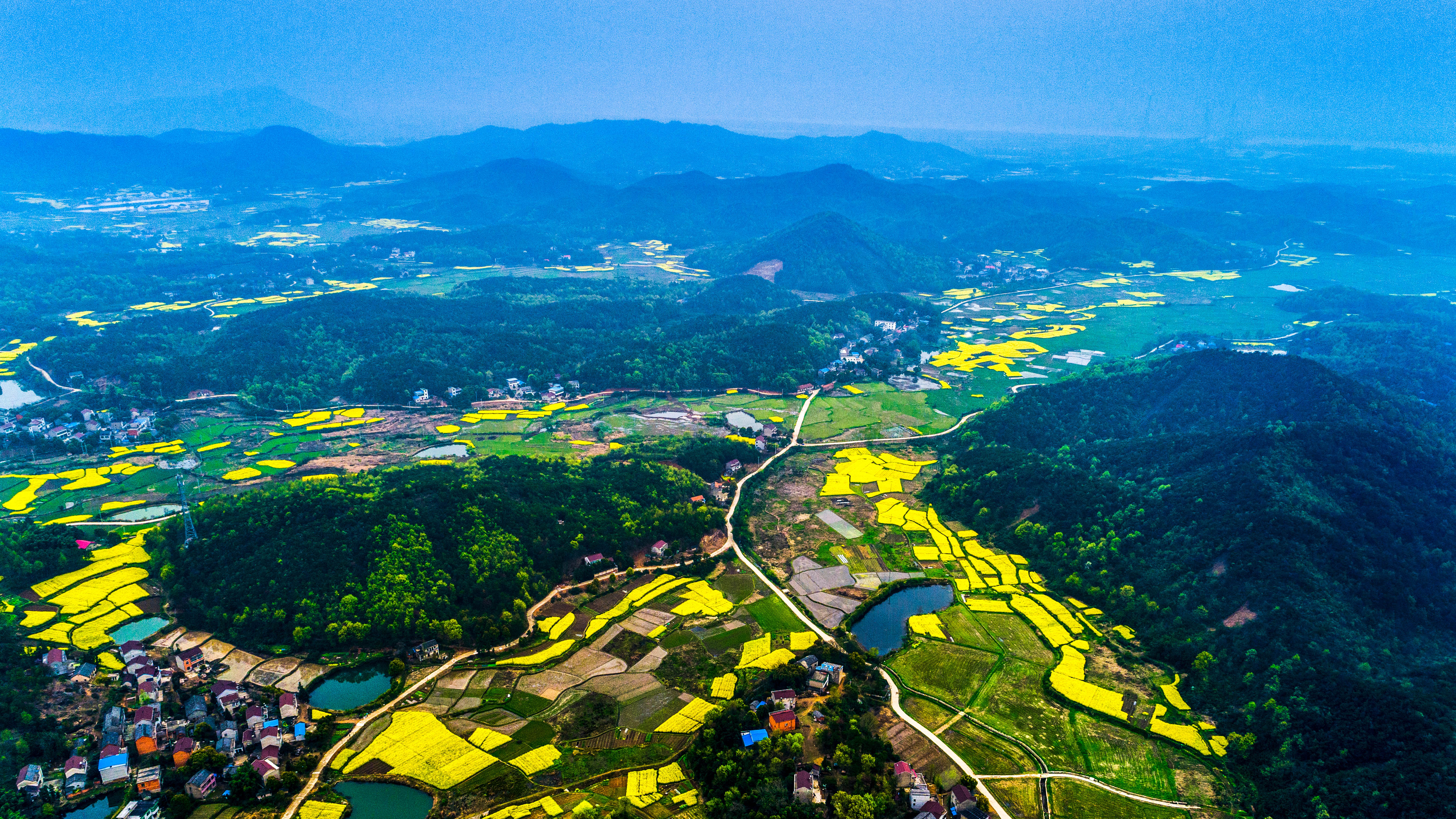安徽铜陵的油菜花开了