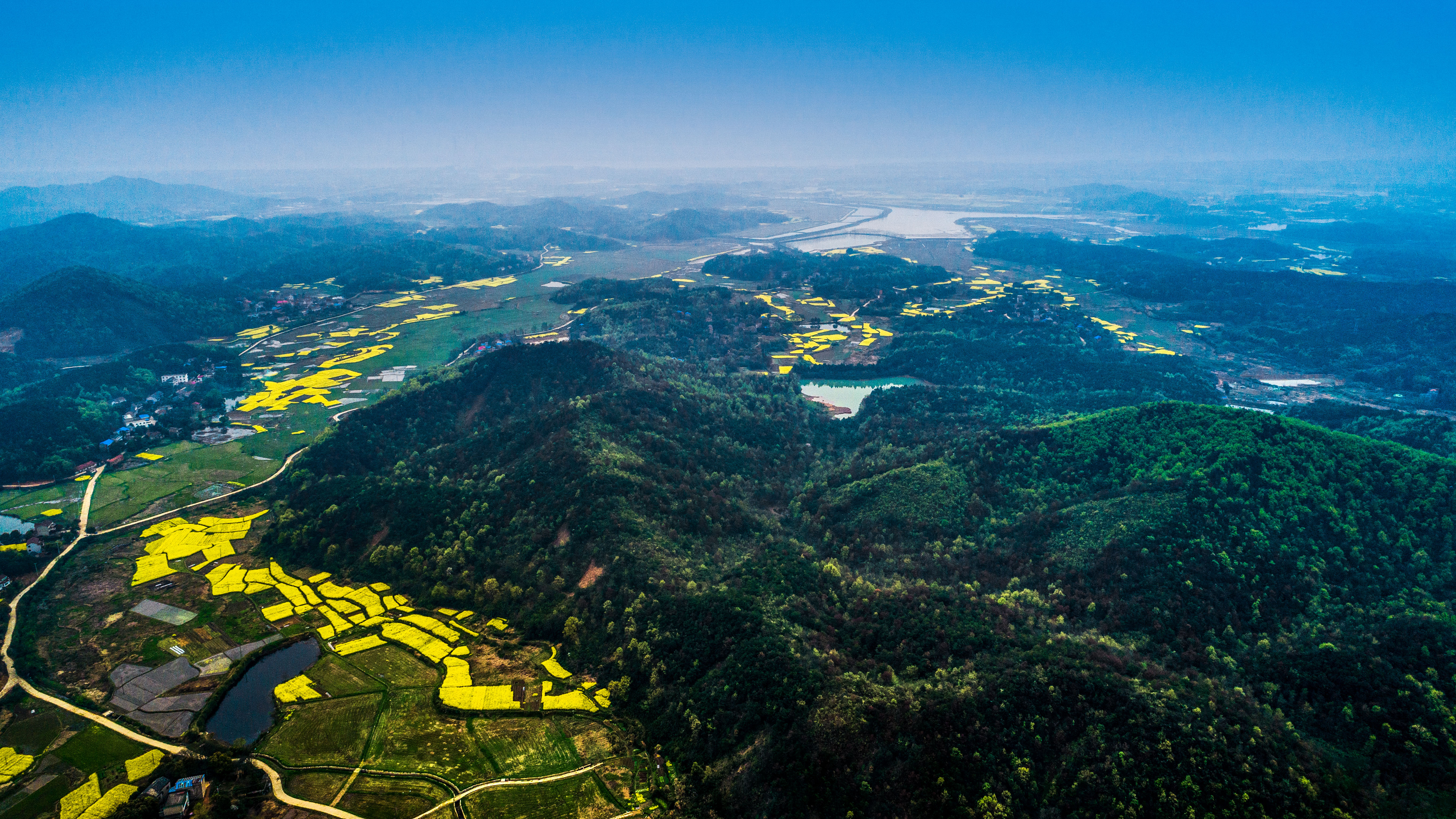 安徽铜陵的油菜花开了
