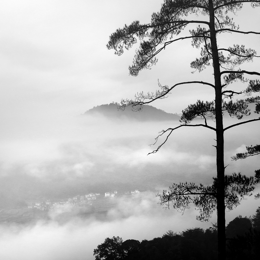 《云深不知处》