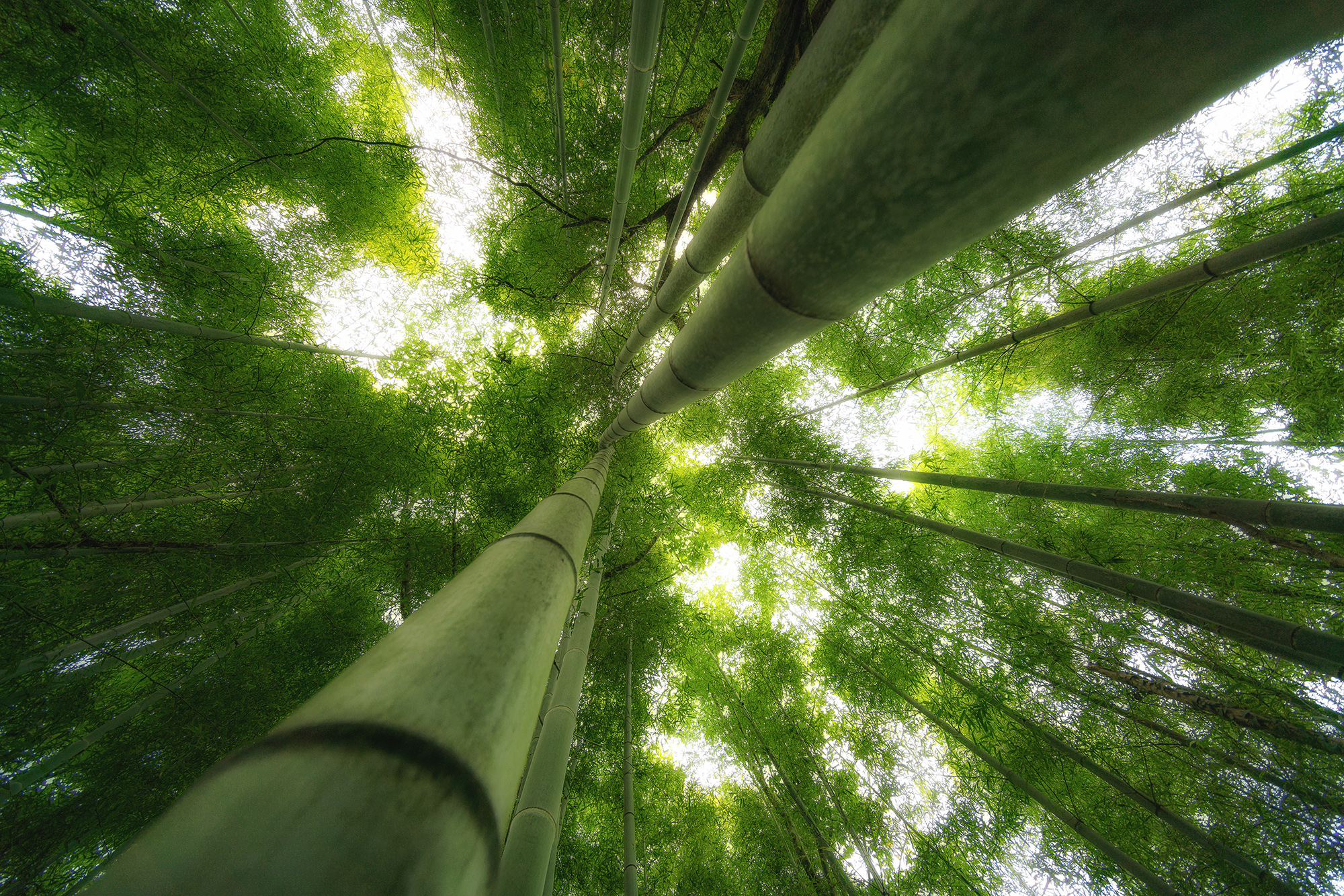 李琼 竹峰 安徽省黄山市黟县宏村镇.jpg